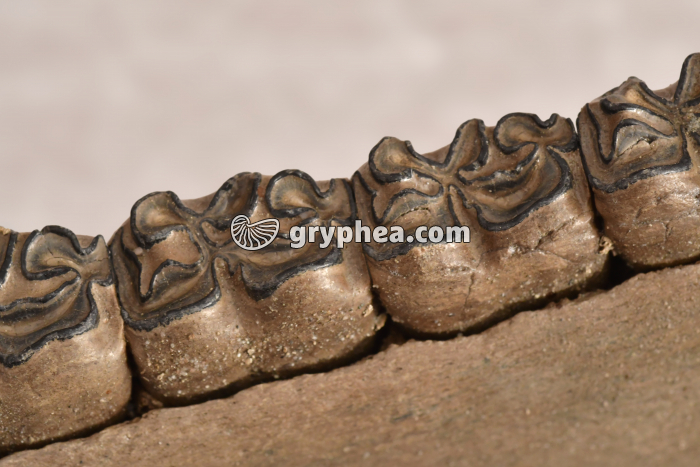 Molaires de cheval fossilisées (Equus caballus, Pléistocène, -100 000 ans, Darmstadt, Allemagne) - gryphea.com